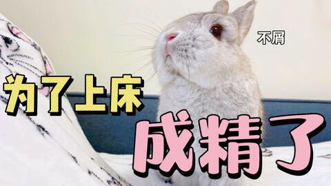 吃瓜娱乐八卦兔,兔视角下的娱乐圈风云录